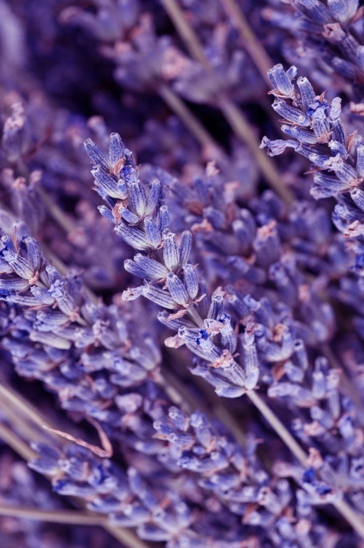 lavender