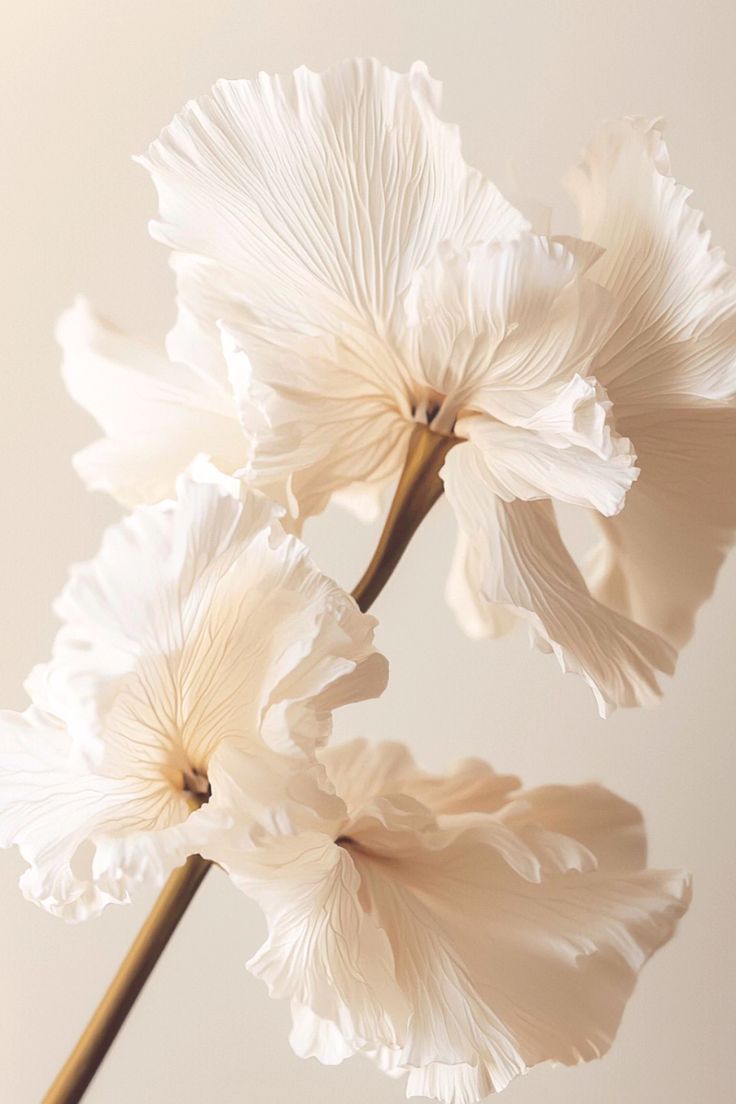 blossom